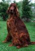 Dubliner Donovan The Demure - Jalle